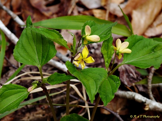 {Viola glaberrima}